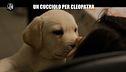 Aggiornamento: Un cucciolo per Cleopatra