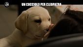 Aggiornamento: Un cucciolo per Cleopatra
