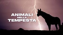 Animali nella tempesta