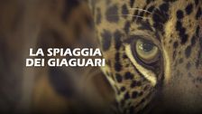 La spiaggia dei giaguari