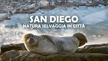 San Diego: natura selvaggia in città