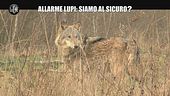 VIVIANI: Allarme lupi: siamo al sicuro?