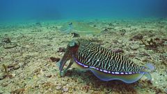 Ep. 7 - Misteriose creature marine