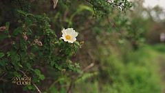 Mascalucia, bosco di Monte Ceraulo