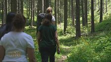 Il Forest Bathing