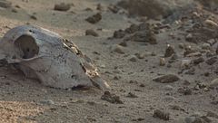 Ep. 7 - I segreti di dulce in Nuovo Messico