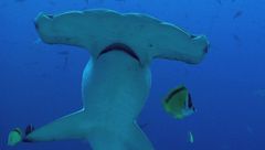 Ep. 2 - La forza della vita