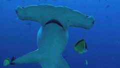 Ep. 2 - La forza della vita