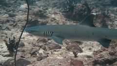 Ep. 4 - Senza gabbia