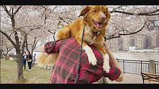 Trailer - Good boy (di b. leonberg)