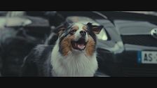 Trailer - The animal kingdom  (di t. cailley)