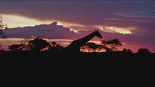 Ep. 2 -  South Africa