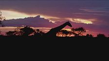 Ep. 2 -  South Africa