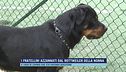 I fratellini azzannati dal rottweiler della nonna