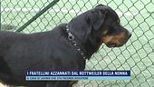I fratellini azzannati dal rottweiler della nonna