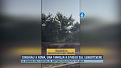 Cinghiali a Roma, una famiglia a spasso sul lungotevere