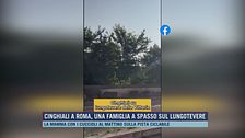 Cinghiali a Roma, una famiglia a spasso sul lungotevere