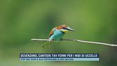 Desenzano, cantieri Tav fermi per i nidi di uccello