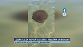 Cesenatico, la medusa "Cassiopea" avvistata dai bagnanti