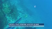Salento, pesce scorpione avvistato in mare
