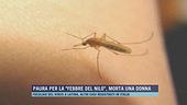 Paura per la "febbre del Nilo", morta una donna