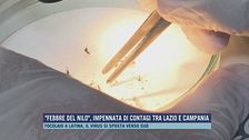 "Febbre del Nilo", impennata di contagi tra Lazio e Campania
