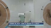 "Febbre del Nilo": come si trasmette il virus?
