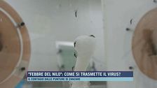 "Febbre del Nilo": come si trasmette il virus?