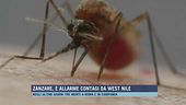 Zanzare, è allarme contagi da West Nile