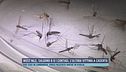 West Nile, salgono a 9 i contagi, l'ultima vittima a Caserta