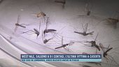 West Nile, salgono a 9 i contagi, l'ultima vittima a Caserta