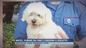 Napoli, rubano un cane e chiedono il riscatto