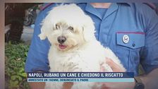 Napoli, rubano un cane e chiedono il riscatto