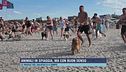 Animali in spiaggia, ma con buon senso
