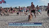 Animali in spiaggia, ma con buon senso