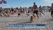 Animali in spiaggia, ma con buon senso