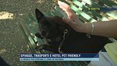Da Firenze, cosa ne pensa la gente del galateo per cani