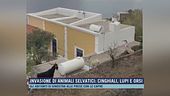 Invasione di animali selvatici: cinghiali, lupi e orsi