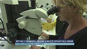 West Nile e Chikungunya, crescono le malattie veicolate dalle zanzare