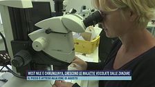 West Nile e Chikungunya, crescono le malattie veicolate dalle zanzare
