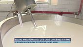 Belluno, mangia formaggio a latte crudo, grave bimbo di un anno