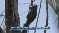 "L'invasione" dello scoiattolo alieno nel Cilento