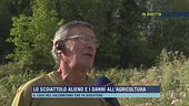 Lo scoiattolo alieno e i danni all'agricoltura