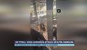 Un pitbull senza guinzaglio attacca un'altra cagnolina
