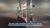 Un pitbull senza guinzaglio attacca un'altra cagnolina
