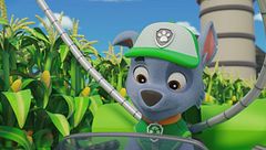 Cuccioli salvano le capre di montagna / Cuccioli salvano i cerchi nel campo di mais