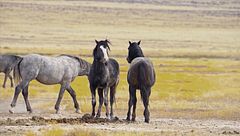 Ep. 1 - Nord America