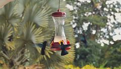 Ep. 5 - America latina