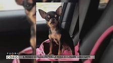 Il mondo di Frankenstein: la moda di clonare cani e gatti