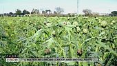 Il nostro cibo a rischio: i carciofi arrivano dall'Egitto